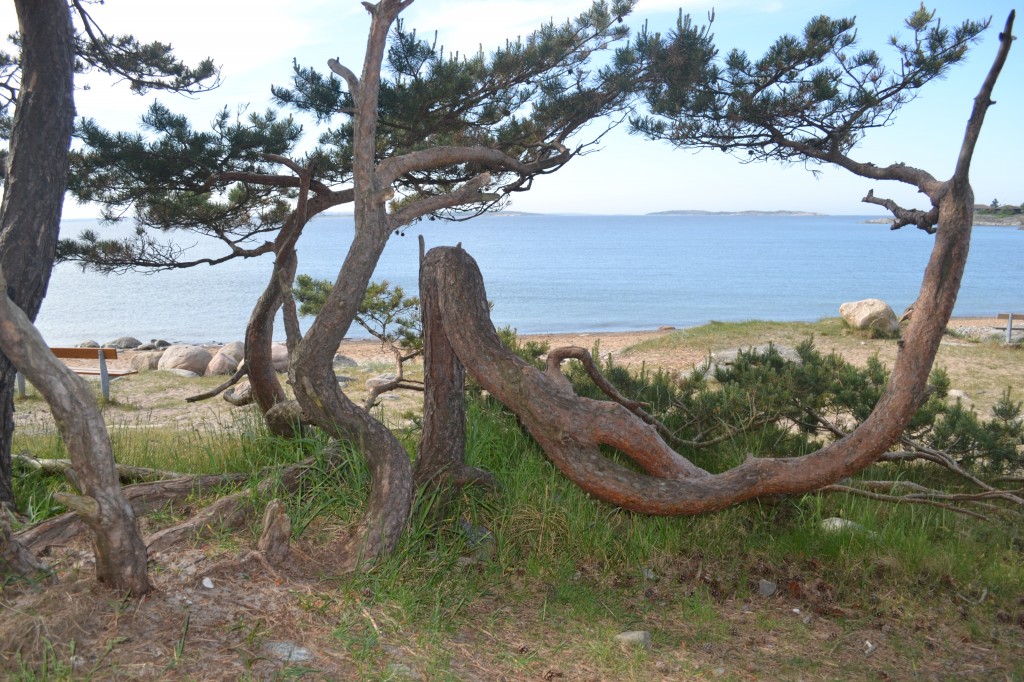 DSC_0035