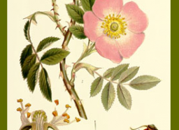 Skärmavbild 2013-01-04 kl. 12.21.25 PM